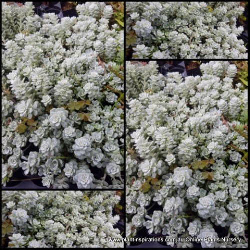 Sedum Broadleaf Stonecrop x 1 Succulents Plants Groundcover Grey Silver Foliage Hanging Basket Hardy Broad Spoon Leaved spathulifolium